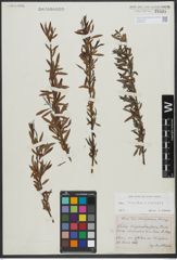 Foto von Salix triandra L. x Salix viminalis L.